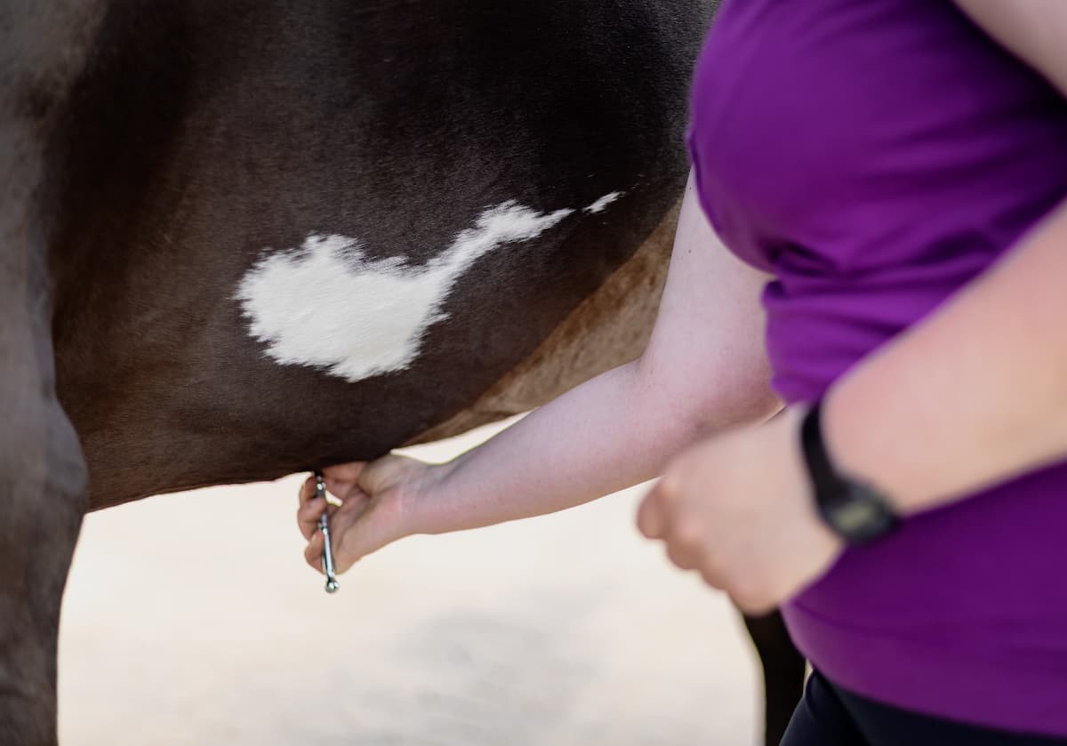 Pferdephysiotherapeutin Kerstin Deters behandelt ein Pferd mit einem Instrument