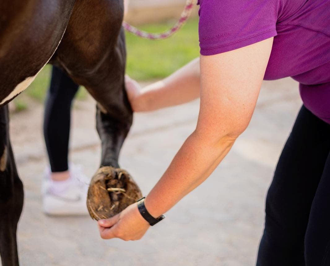 Pferdephysiotherapeutin Kerstin Deters knickt den Vorderhuf eines Pferdes zur Behandlung